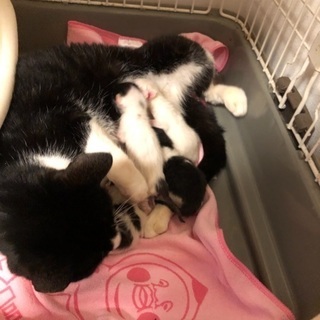 猫が4匹産まれました