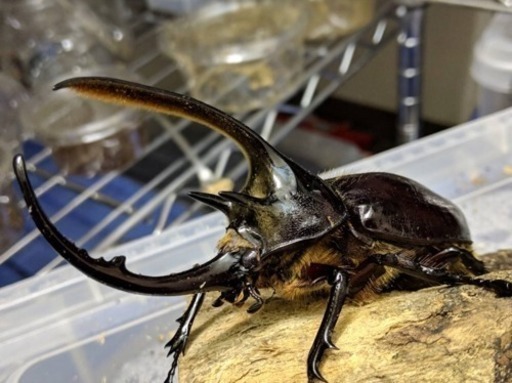 福袋解体 ネプチューンオオカブトムシ ペア