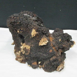 カバノアナタケ 大 約1.7kg・小 約420g／自然物