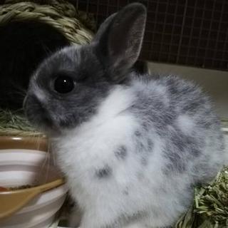 ウサギ、ネザーランドトワーフ生後４ヶ月血統書付き