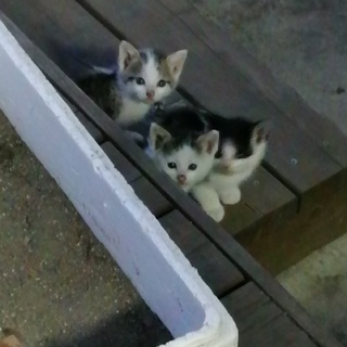 生後約1ヶ月の子猫3匹どなたか里親になっていただけませんか