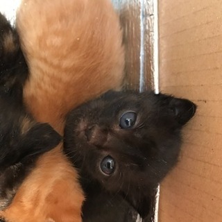 幸運を招くサビ猫ちゃんと人なつこい黒猫の子猫ちゃん