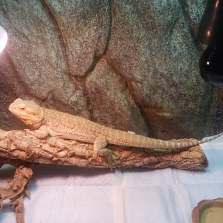 フトアゴヒゲトカゲ