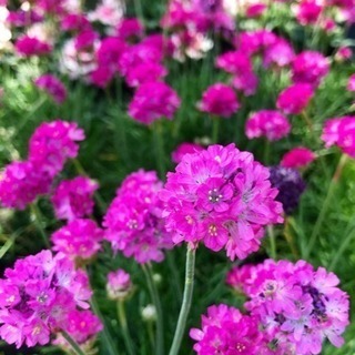 お花好きな人、ご相談にのります😊の画像