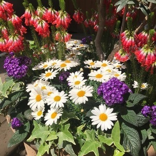 お花好きな人、ご相談にのります😊の画像