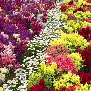 お花好きな人、ご相談にのります😊の画像