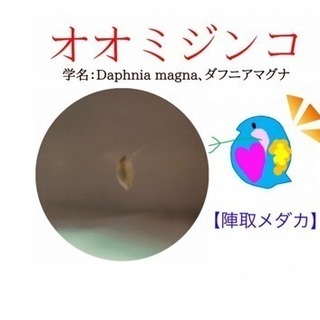 育てやすい オオミジンコ