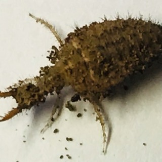 ☆激レア☆超絶格好良い☆アリジゴク