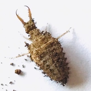 ☆激レア☆超絶格好良い☆アリジゴクの画像