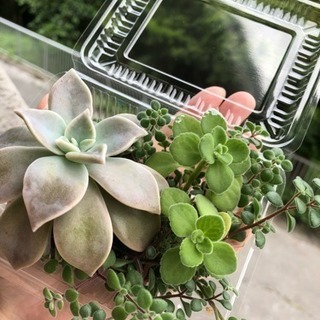多肉植物カット苗