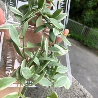多肉植物カット苗3