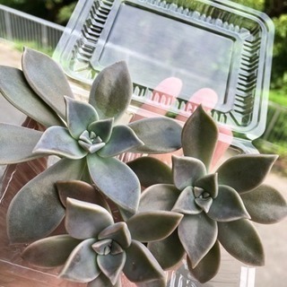 多肉植物カット苗4
