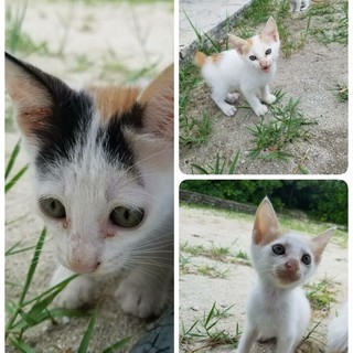 日野の保護猫カフェにいきませんか？16日（木） - 日野市