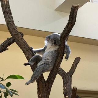 愛知グルチャメンバー募集
