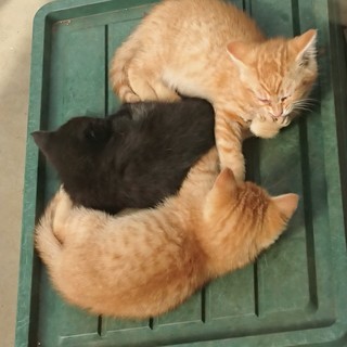 野良子猫の飼い主募集です。