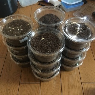 ギラファノコギリ幼虫 4頭セット