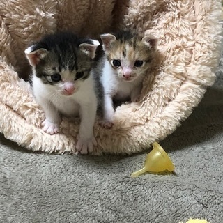 （交渉中）４月生まれの子猫2匹（オス、メス）を飼ってくれる方探し...