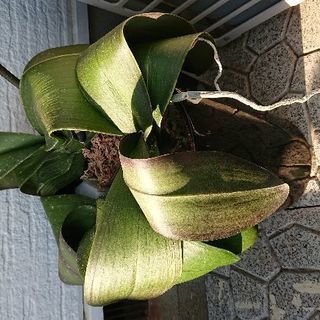 胡蝶蘭用 植木鉢 ４鉢