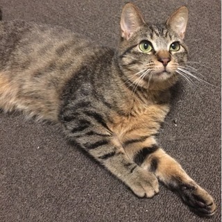 ねこ大好き★目がぱっちりのイケメン！甘えんぼラキくん − 埼玉県