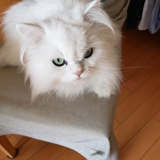 白のかわいいペルシャです
