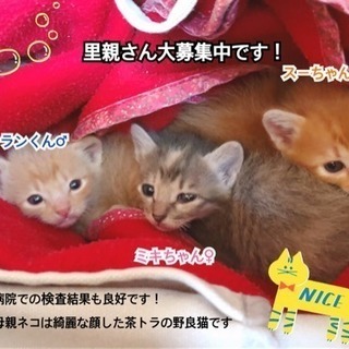 生後1ヶ月弱の子猫たちの里親様募集中です！