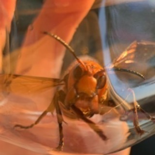 🐝駆除します‼️🐝