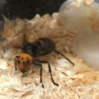 🐝駆除します‼️🐝 - 伊勢崎市