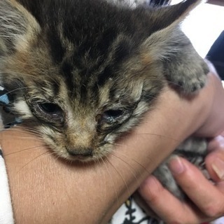 子猫貰ってください。