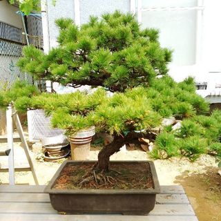 五葉松の盆栽　樹齢50年(80年？)以上
