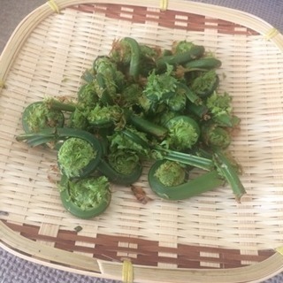 山菜 こごみ 採れたて