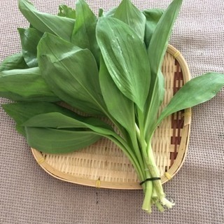 山菜 行者にんにく アイヌネギ 採れたて