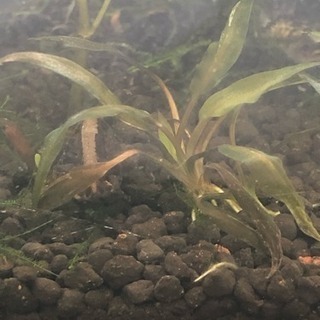 水草 クリプトコリネ・アフィニス   熱帯魚 メダカ 金魚 シュ...