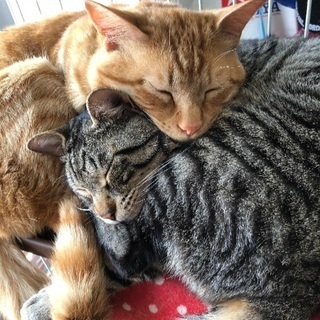 サバトラ、茶トラの兄弟猫（推定3歳）