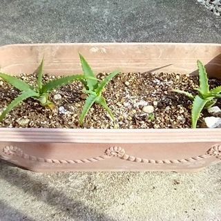 ★ アロエ　1株100円