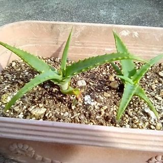 ★ アロエ　1株100円の画像