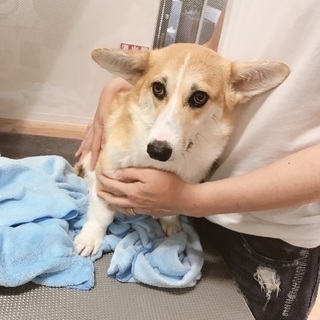 【夫婦】犬友&飲み友募集☆ - 友達