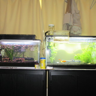 熱帯魚🐠仲間募集