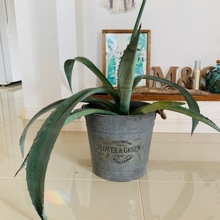 観葉植物【アガベ】