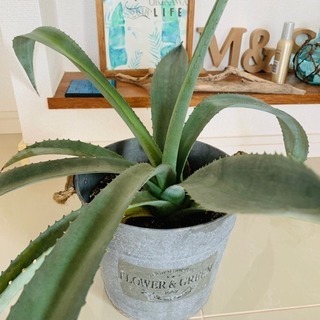 観葉植物【アガベ】の画像