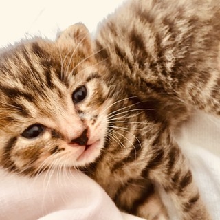 家で癒されたい方必見！生まれたて！超カワイイ子猫の里親募集してます！