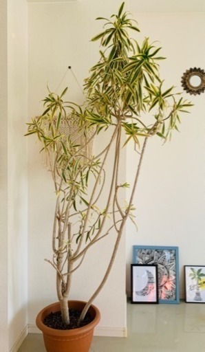 観葉植物【ソングオブインディア】