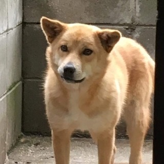 至急！助けて！岡山保健所から人好きマリちゃんの里親募集