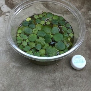 アマゾンフロッグビット 水草 浮草