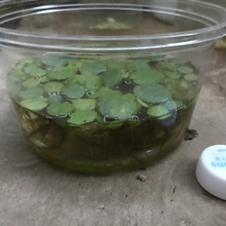アマゾンフロッグビット 水草 浮草の画像