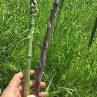 畑、農業、ガーデニング友達募集