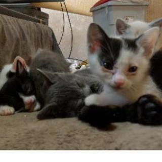 生後２ヶ月ほどの子猫６匹