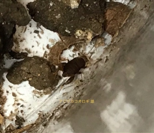 ☆激レア☆東京産☆アリヅカコオロギ 1ペア