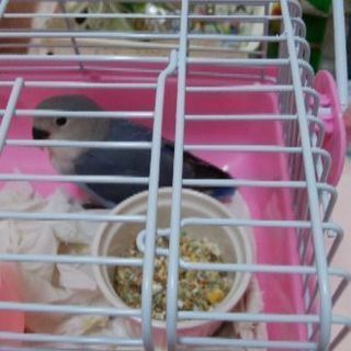 コザクラインコ　生後3カ月くらい　ブルー貰って下さい