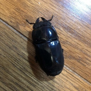 スマトラヒラタ  アチェ産  ペア  スマトラオオヒラタ  の画像