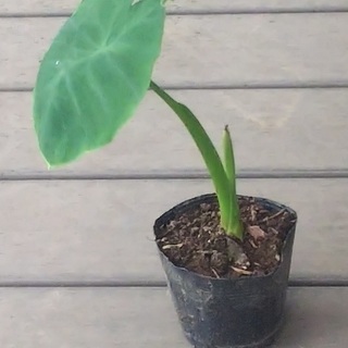 芽出し種里芋を差し上げます